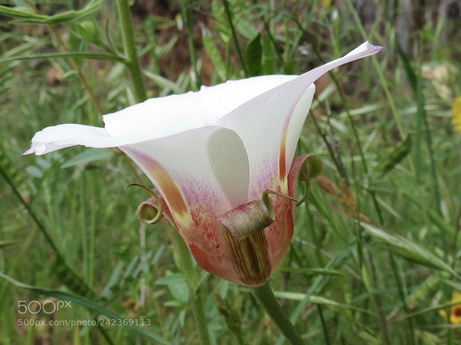 Canon PowerShot SX40 HS sample photo. Mariposa lily photography