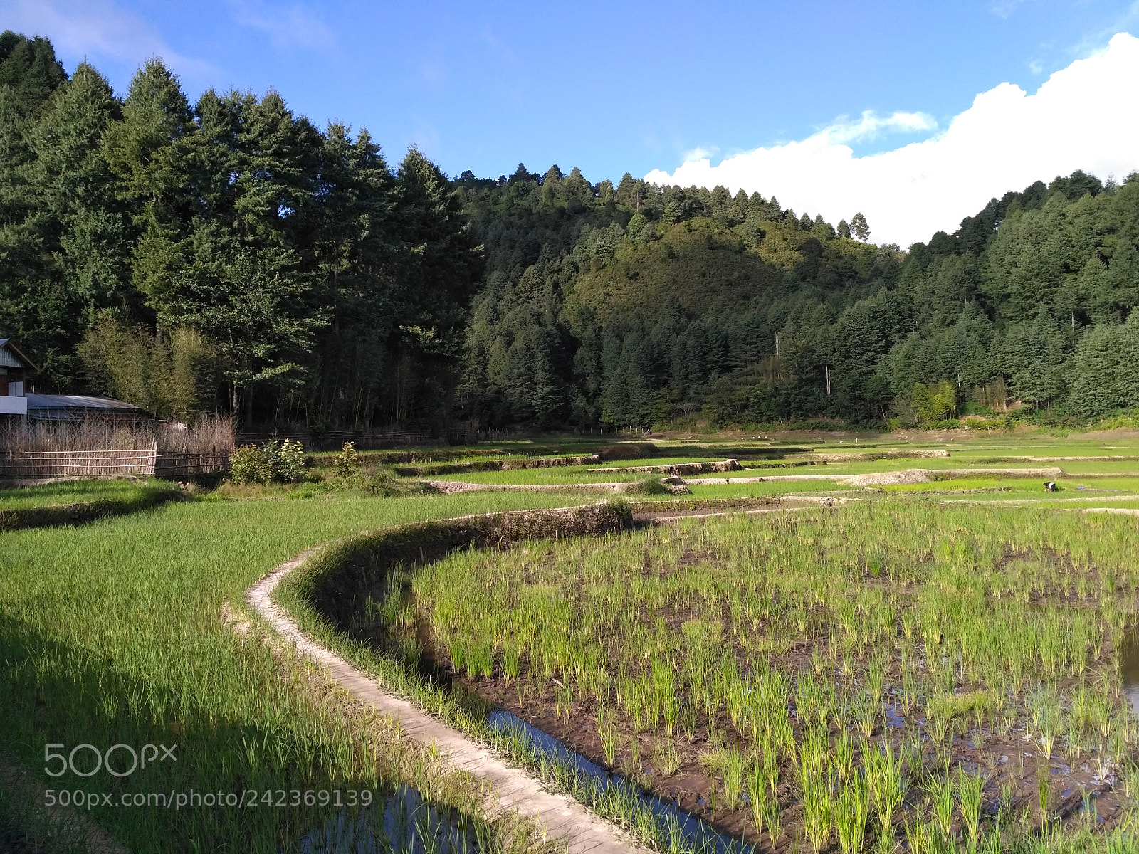 Xiaomi Redmi 3S sample photo. Untitled photography
