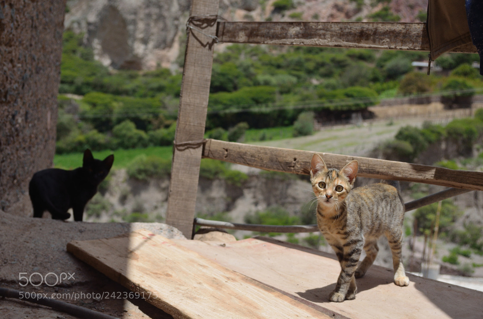 Nikon D5100 sample photo. A iruya ya! photography