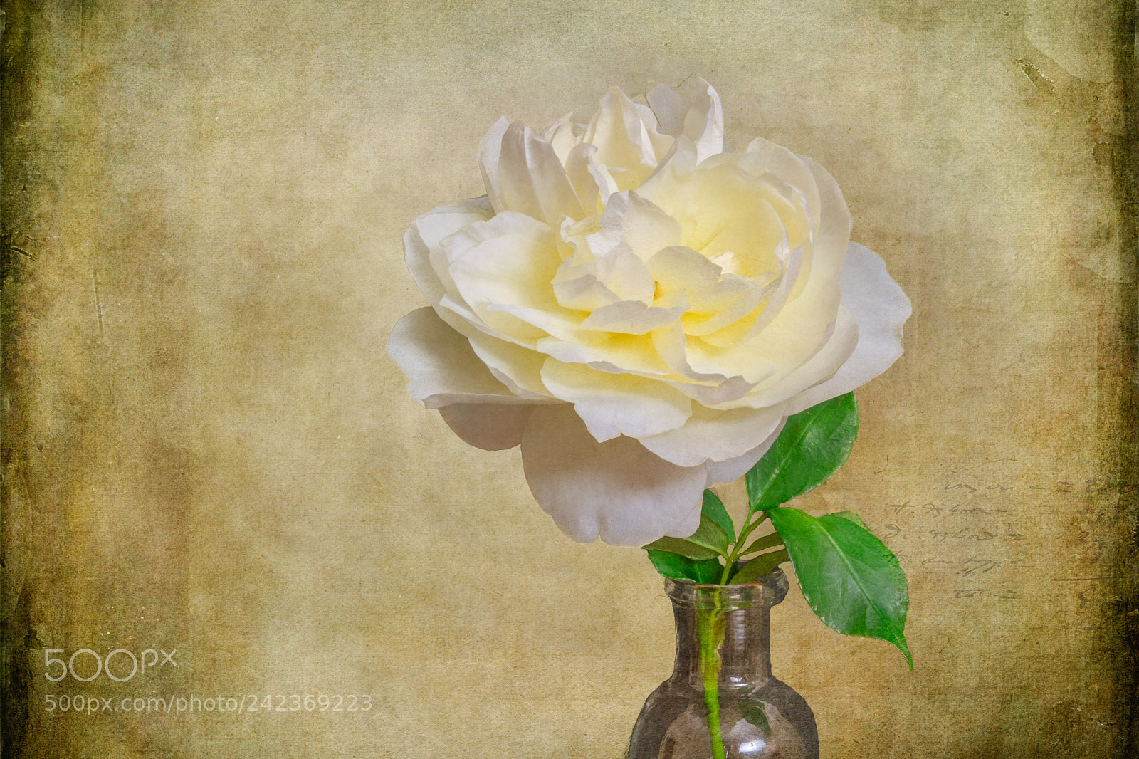 Sony a7 II sample photo. Still life of rose photography