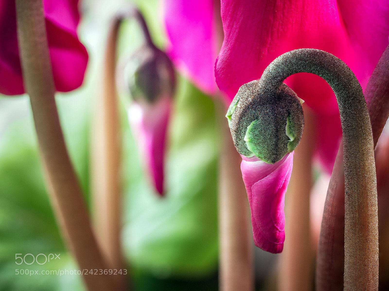 Olympus OM-D E-M10 III sample photo. Cyclamen #02 photography