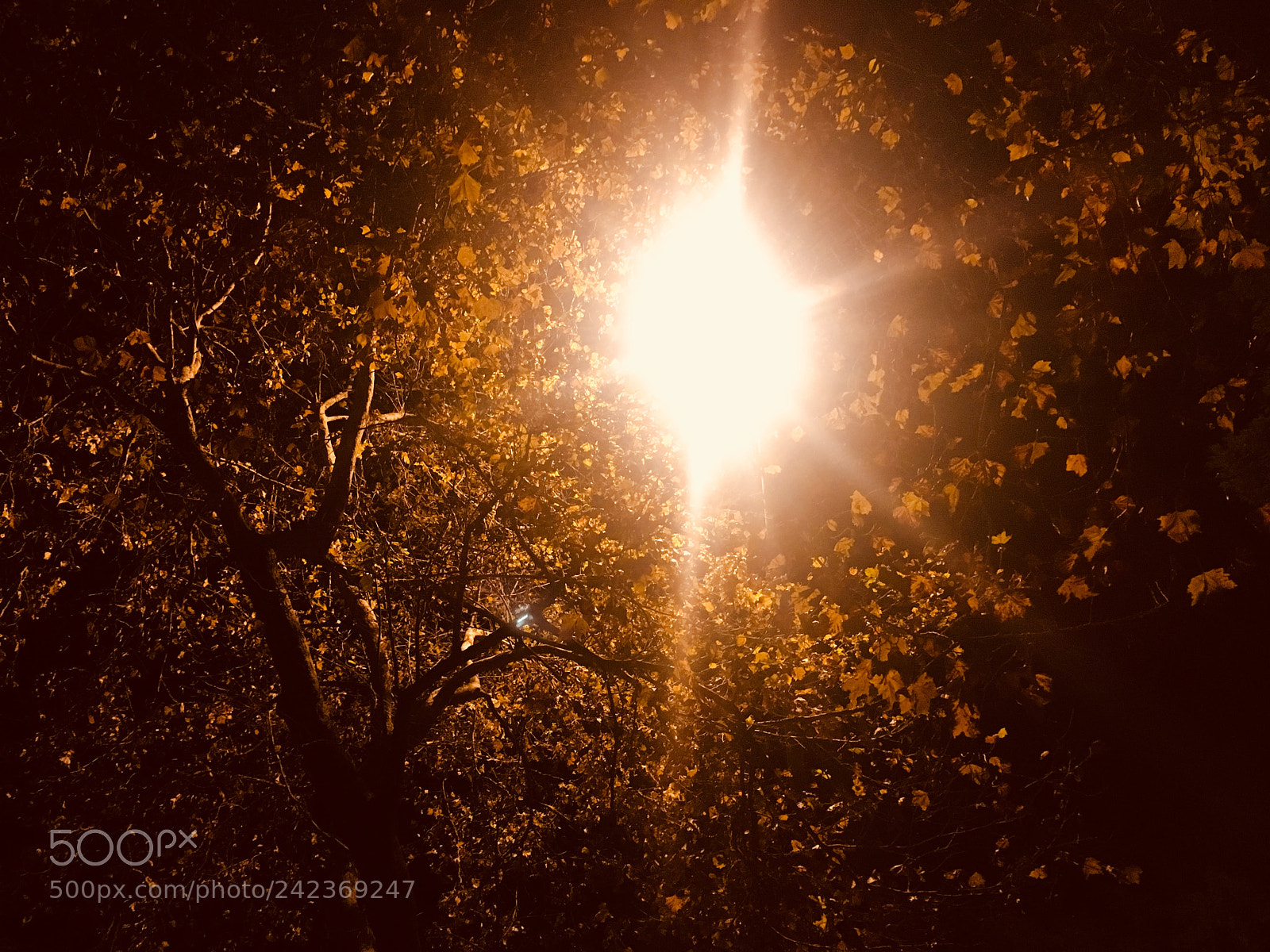 Apple iPhone 6s sample photo. Autumn nights photography