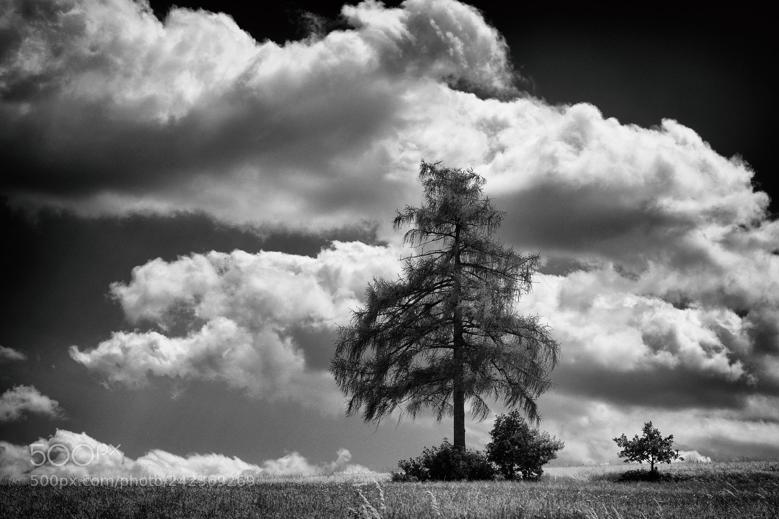 Nikon D7100 sample photo. Cloudy day photography