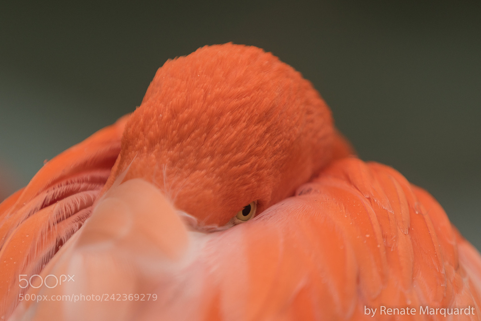 Canon EOS 7D Mark II sample photo. Roter flamingo (phoenicopterus ruber) photography