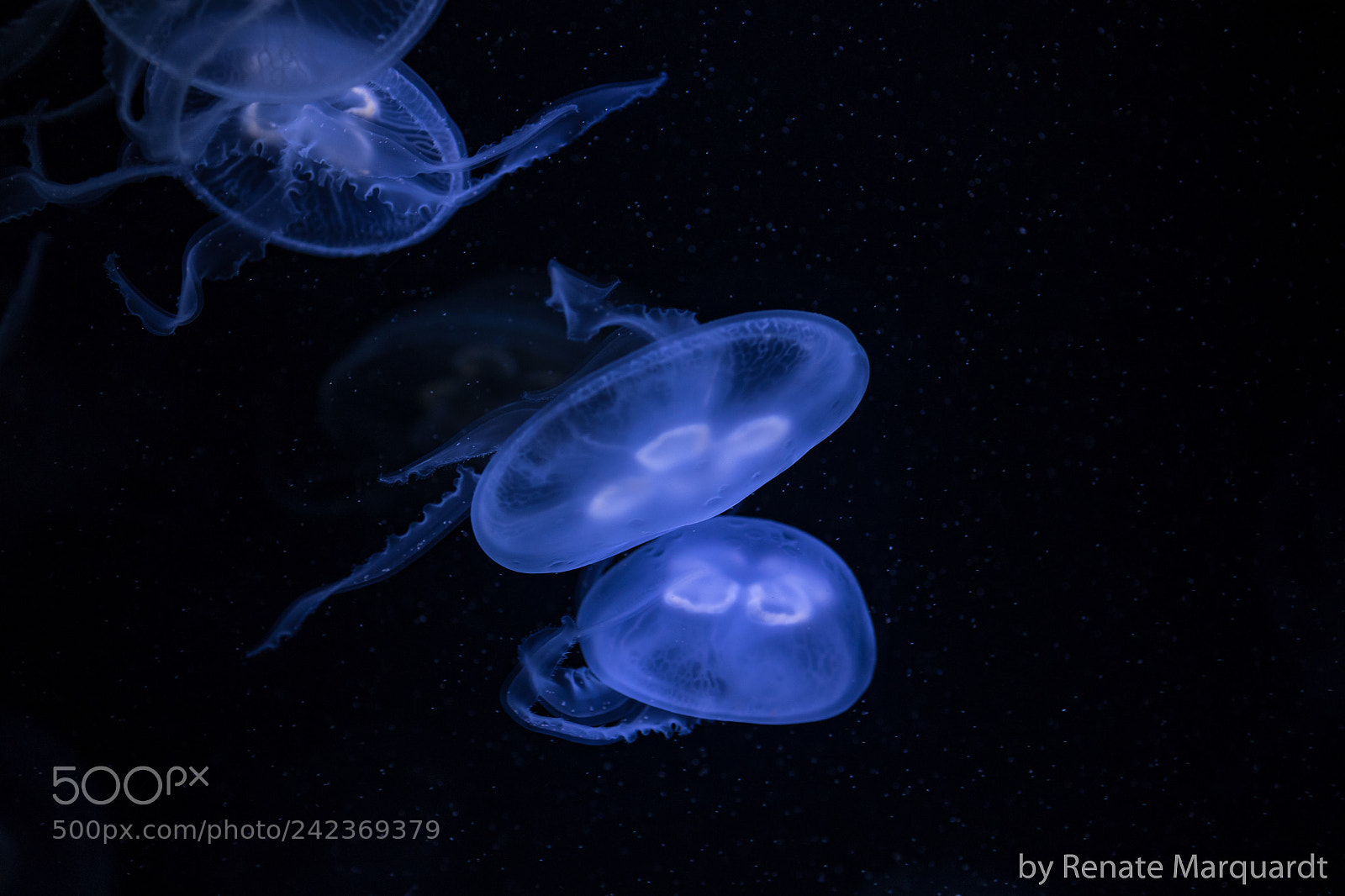 Canon EOS 7D Mark II sample photo. Ohrenqualle (aurelia sp.) photography