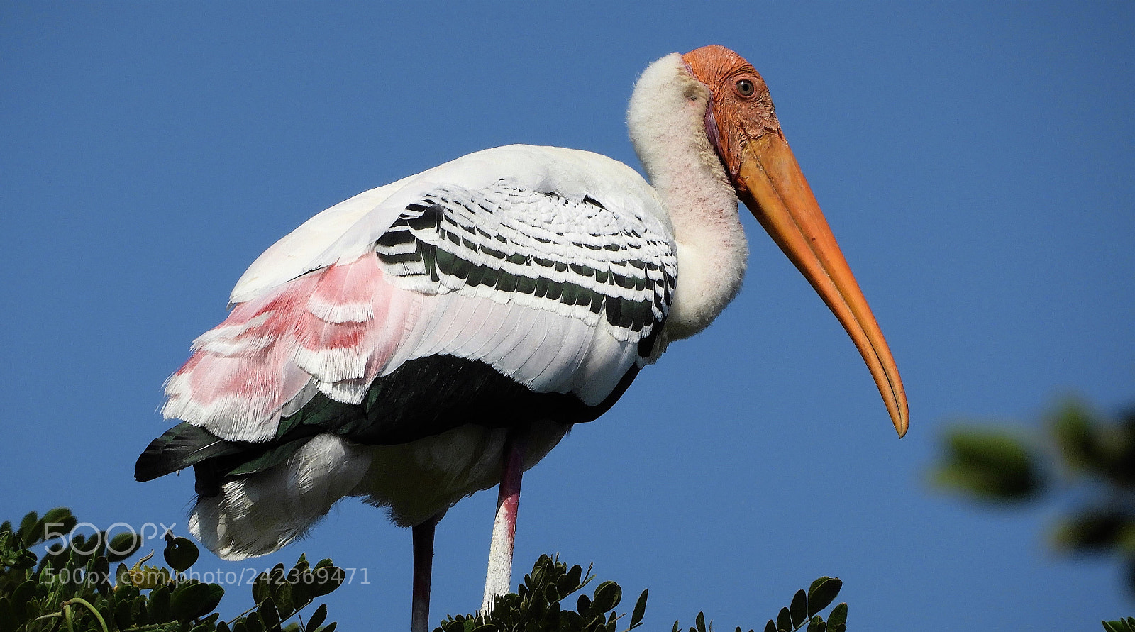 Nikon Coolpix B700 sample photo. Painted stork photography