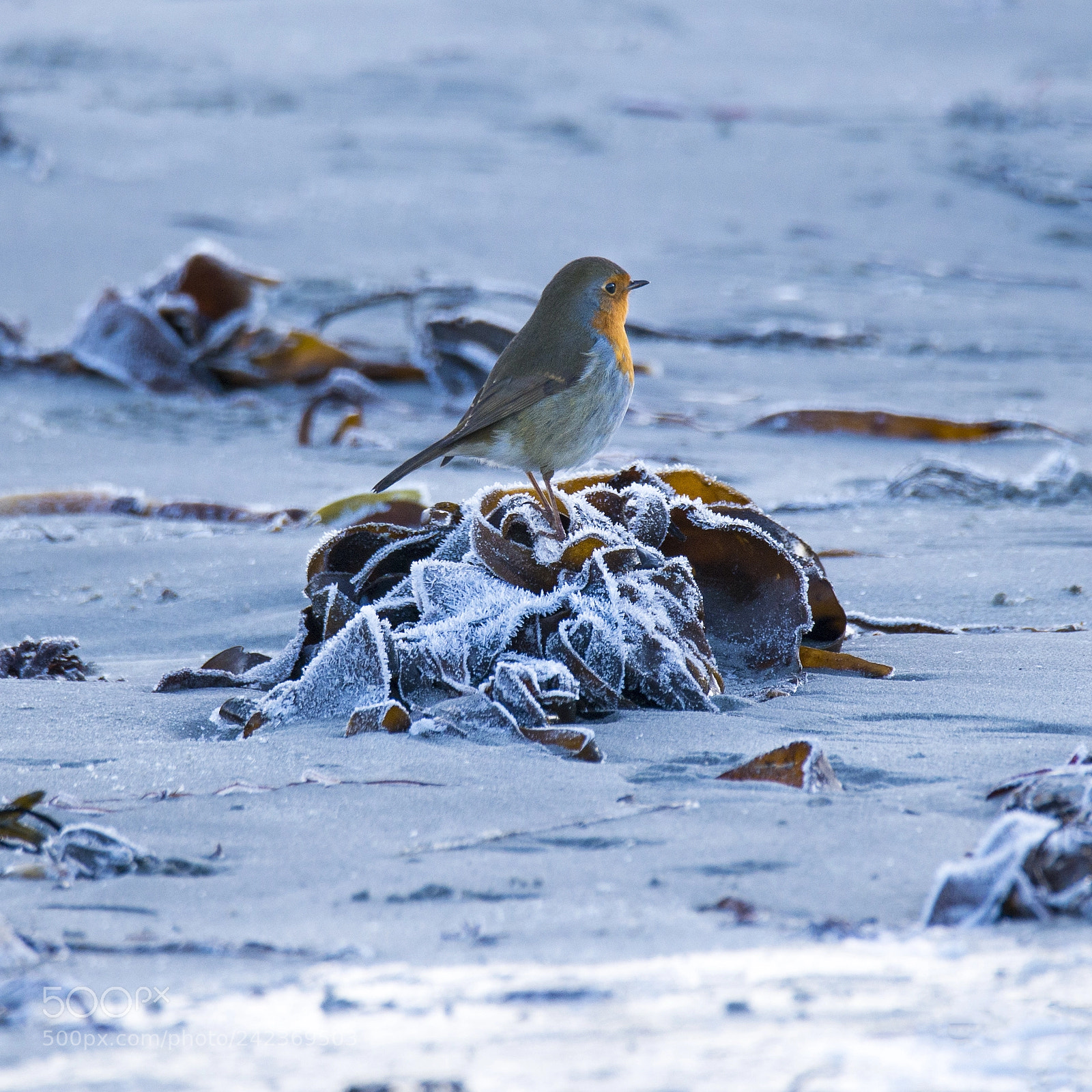 Nikon D800 sample photo. Erithacus rubecula - robin photography