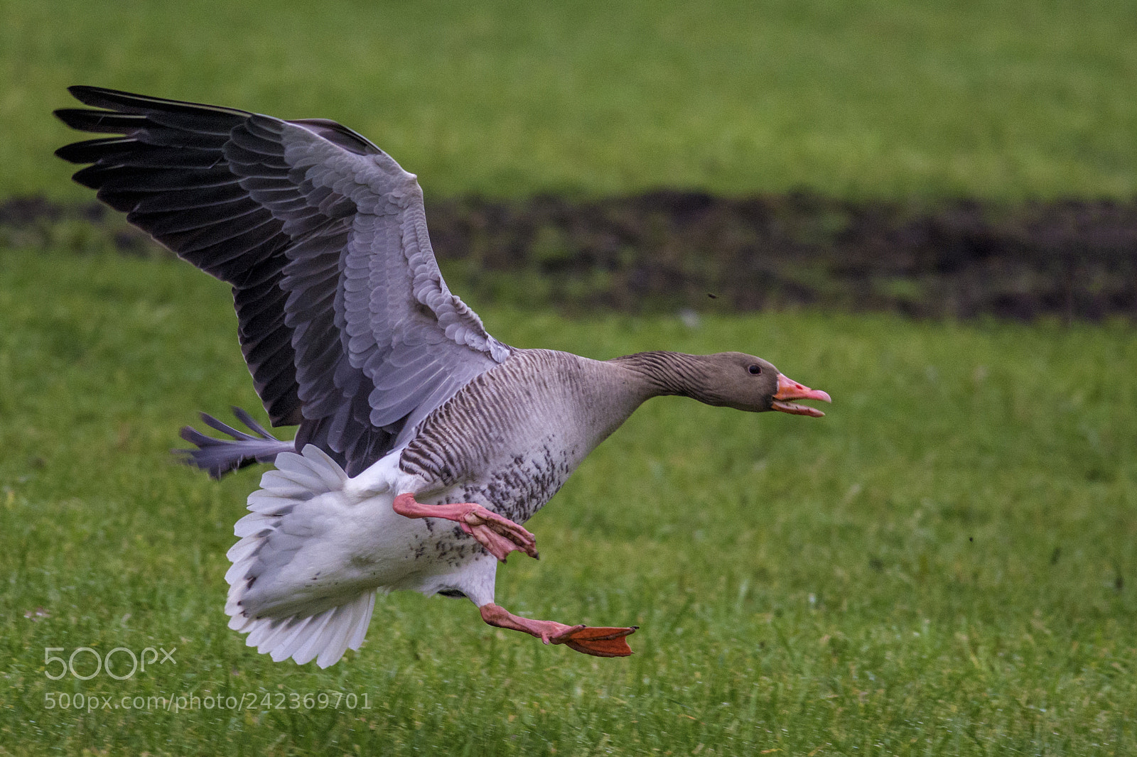 Nikon D7100 sample photo. Greylag goose (anser anser) photography