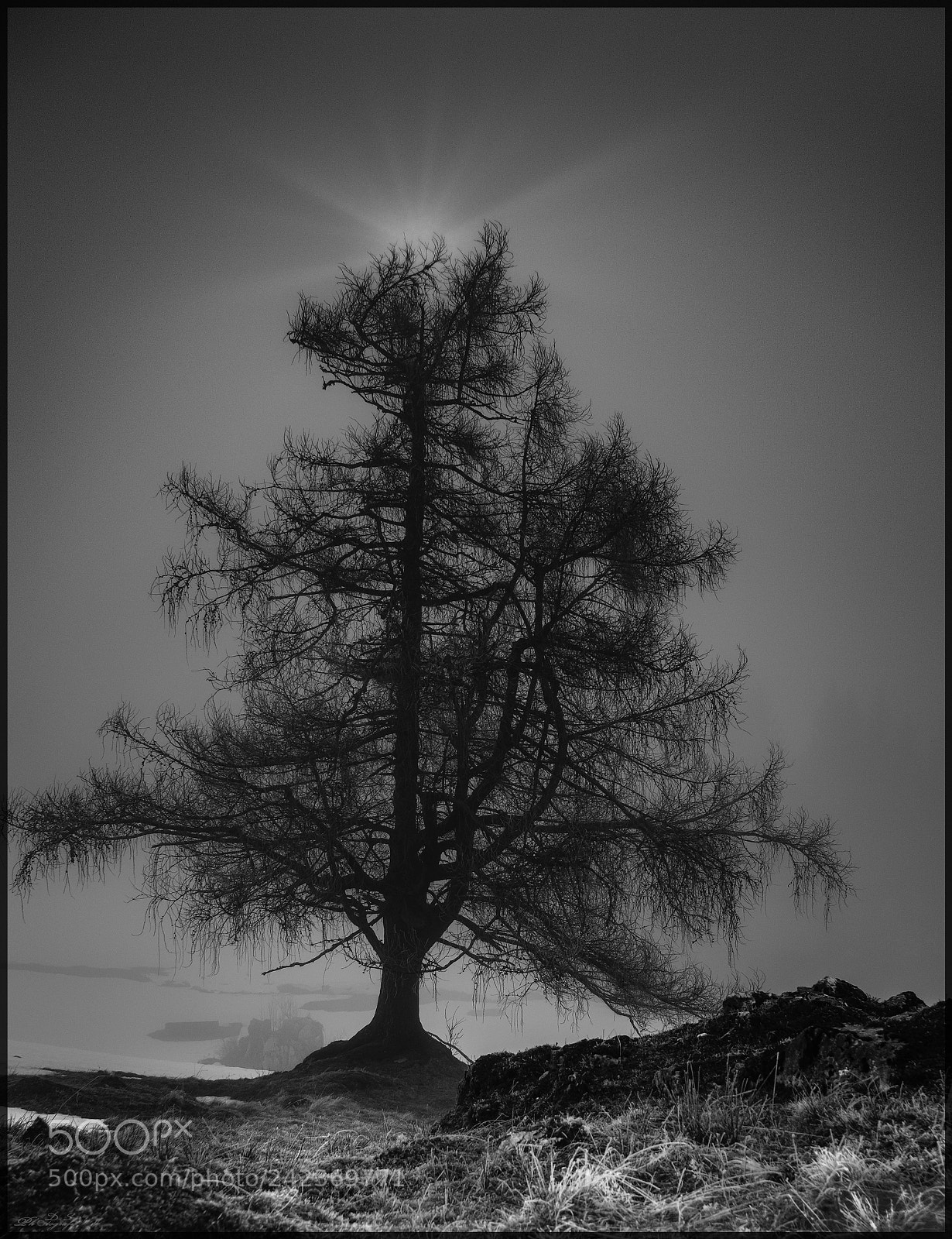Fujifilm X-T2 sample photo. Baum photography