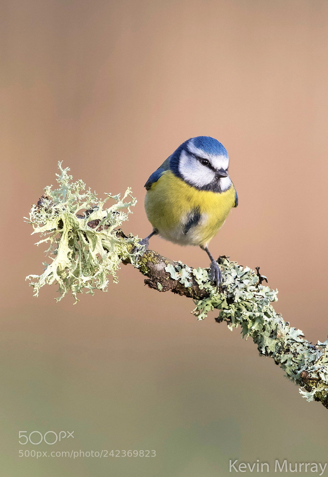 Canon EOS 7D Mark II sample photo. Blue tit photography