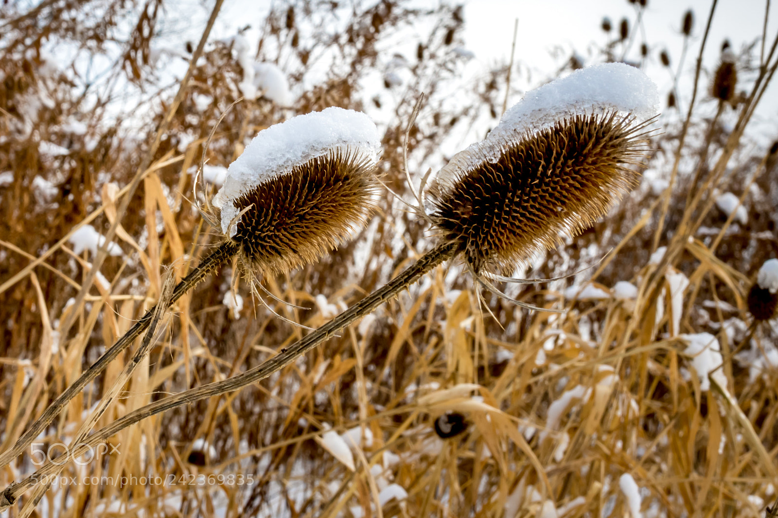 Nikon D7200 sample photo. Winter 22 photography