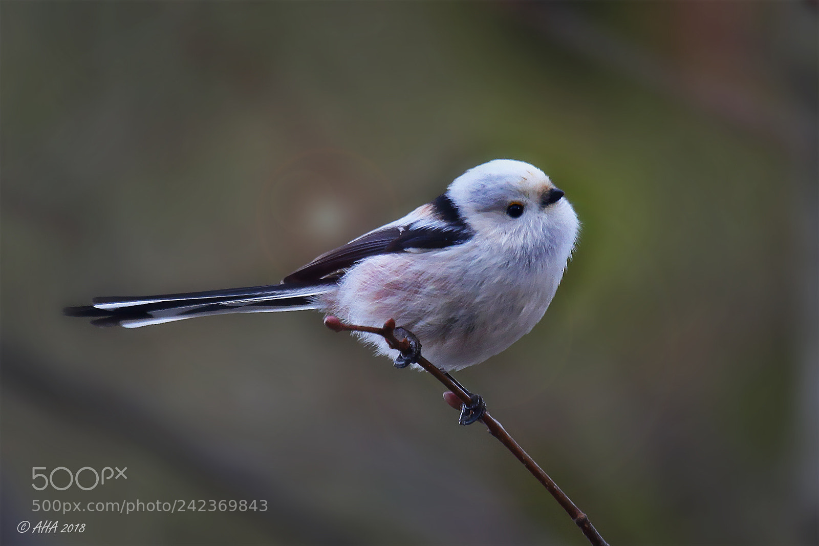 Canon EOS 7D Mark II sample photo. Long-tailed bushtit (aegithalos caudatus) photography