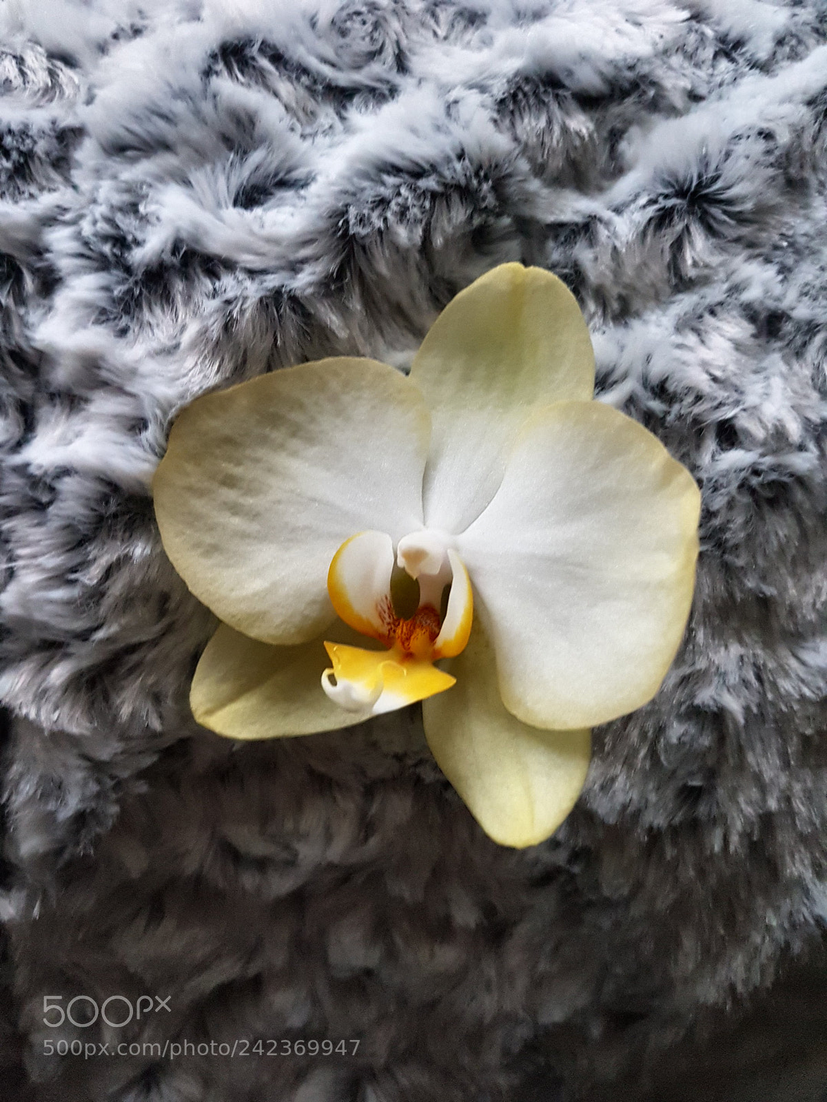 Samsung Galaxy S7 sample photo. Orchidea photography