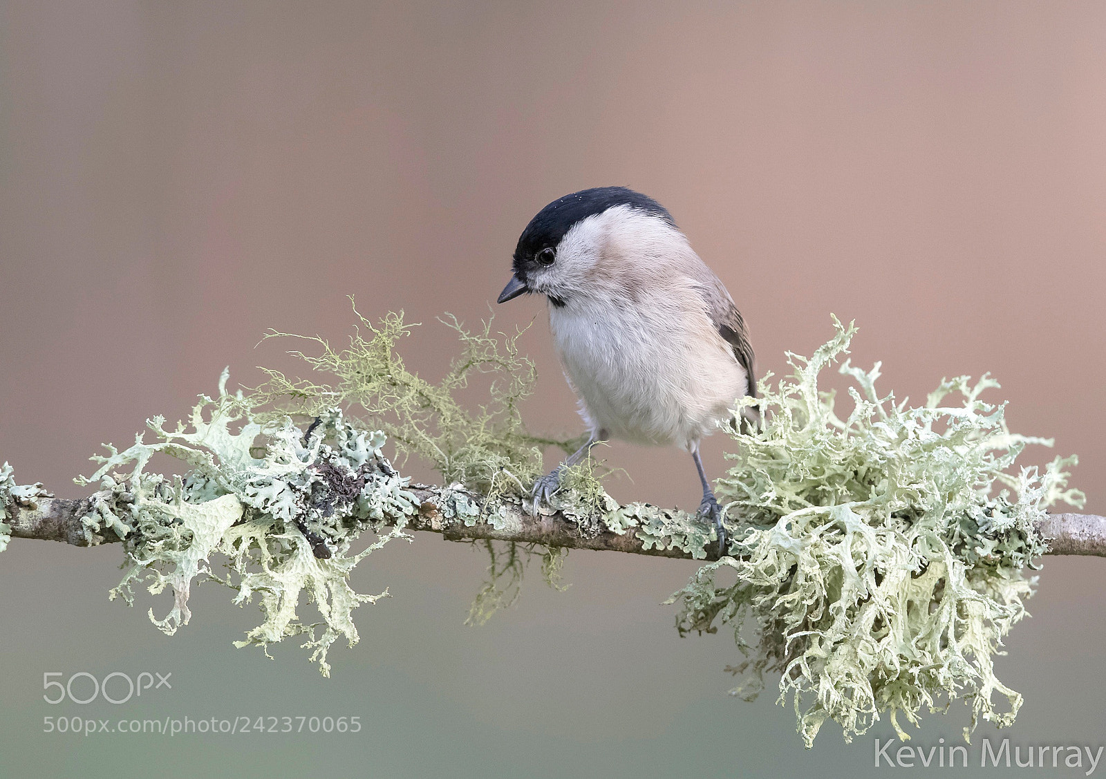 Canon EOS 7D Mark II sample photo. Marsh tit photography