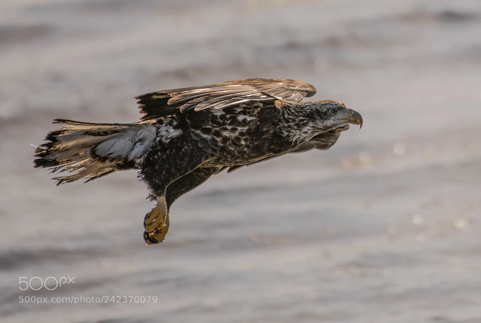 Nikon D850 sample photo. Juvenile eagle coasting! photography