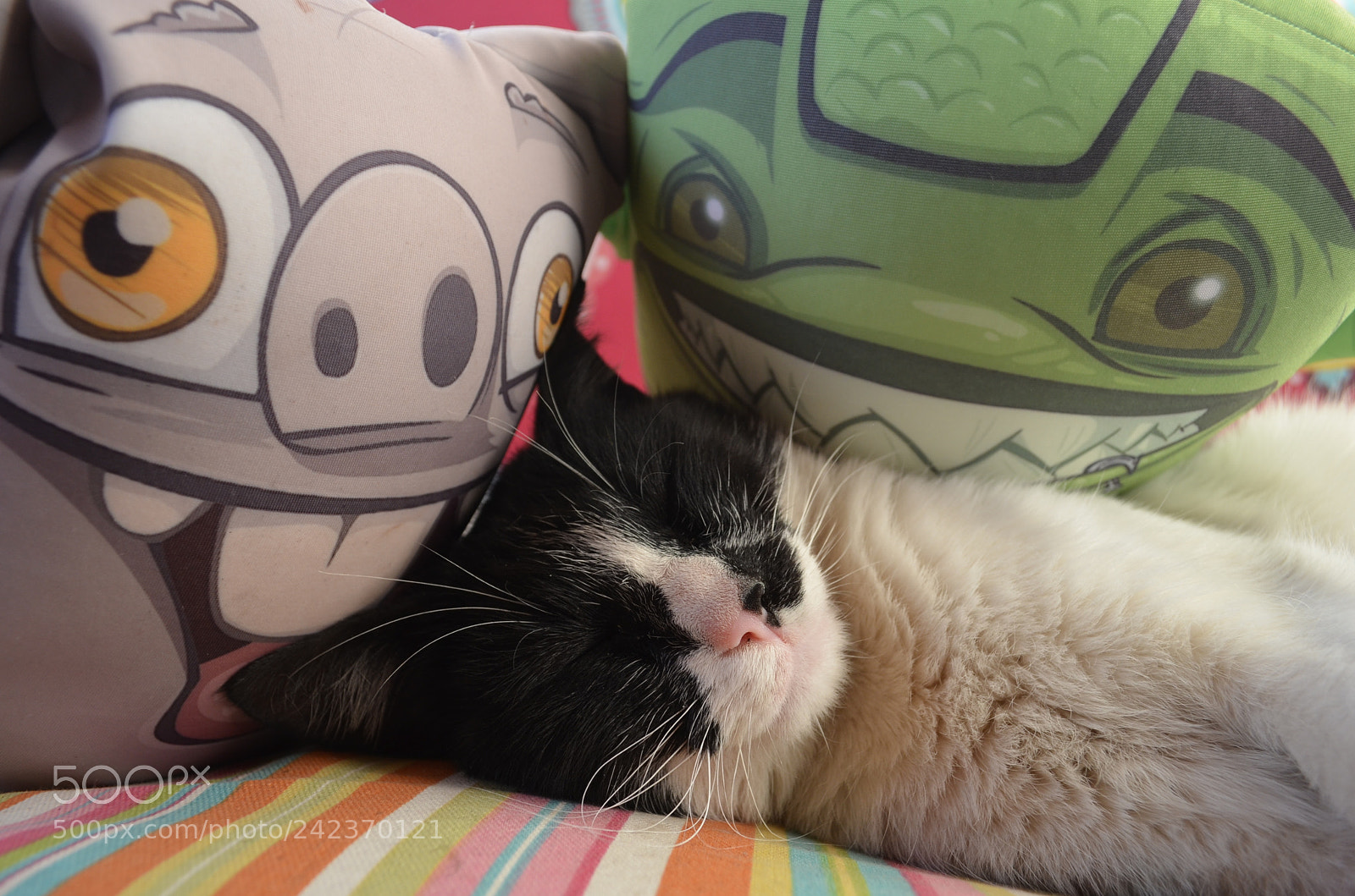 Nikon D5100 sample photo. Cat with mutatoons photography