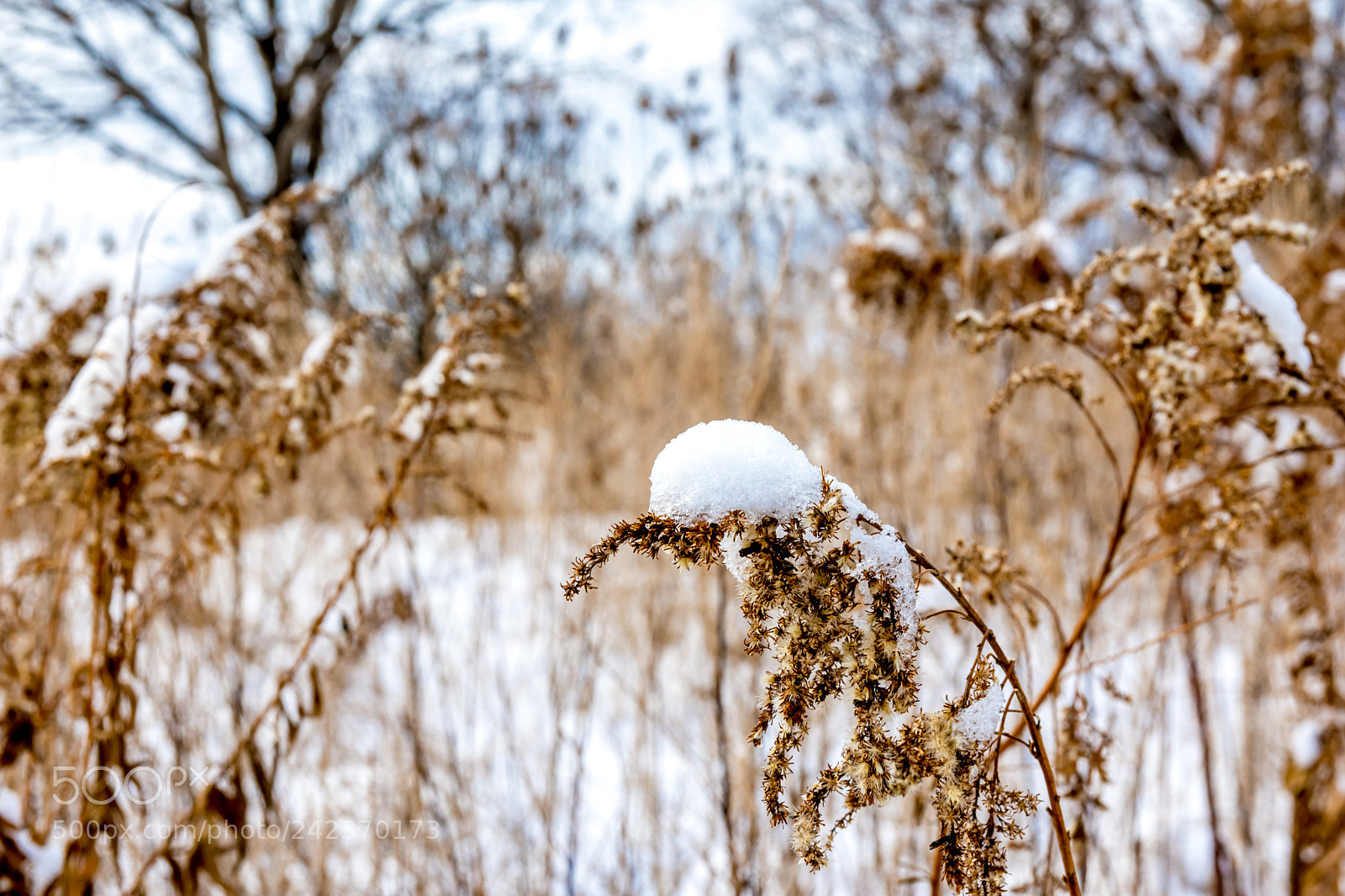 Nikon D7200 sample photo. Winter 65 photography