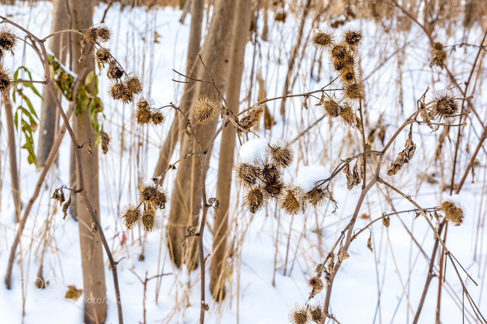 Nikon D7200 sample photo. Winter 66 photography