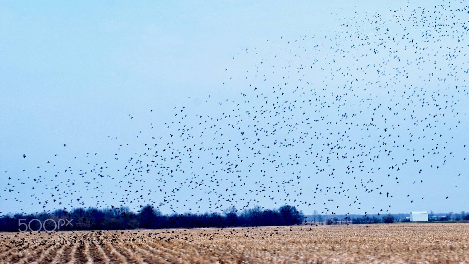 Nikon D60 sample photo. Fly away photography