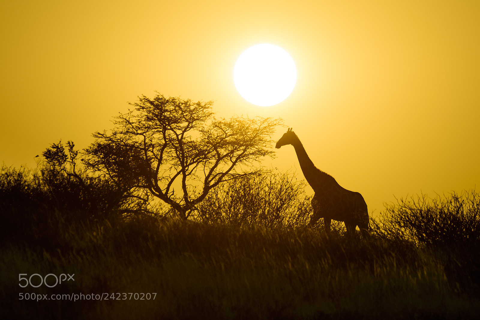 Nikon D7200 sample photo. Walking into the sunset photography