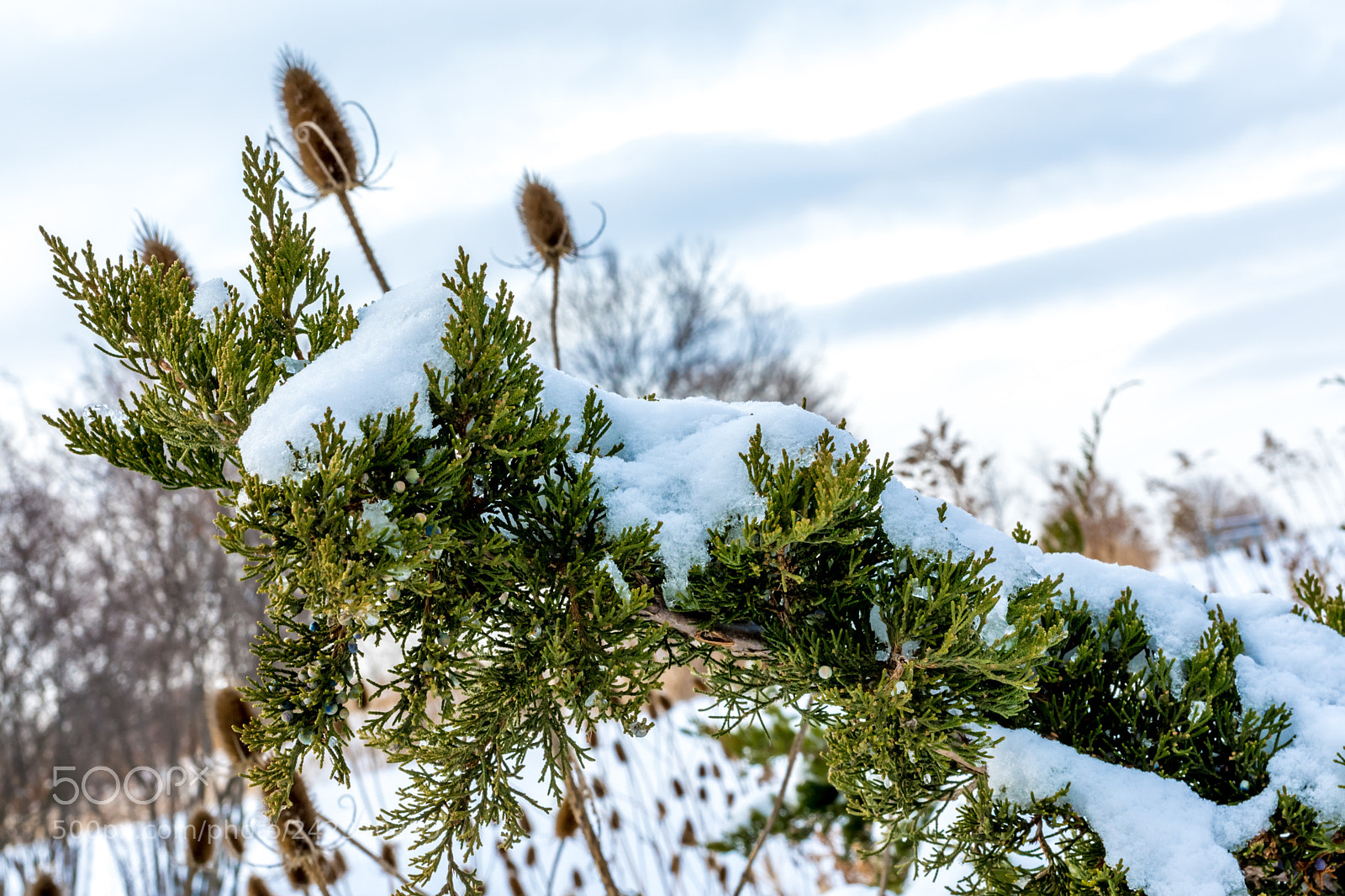 Nikon D7200 sample photo. Winter 67 photography