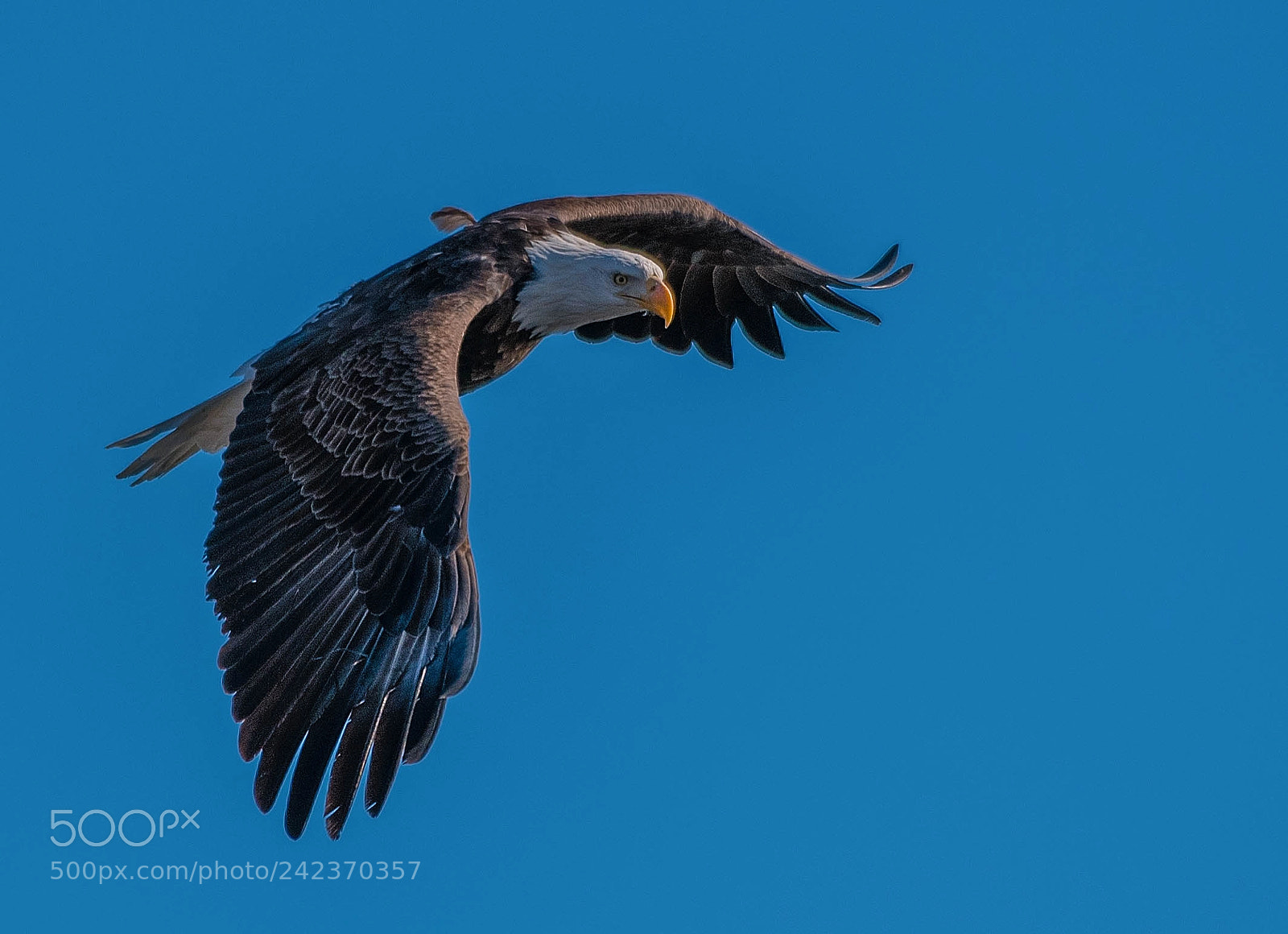 Nikon D850 sample photo. Graceful flight! photography