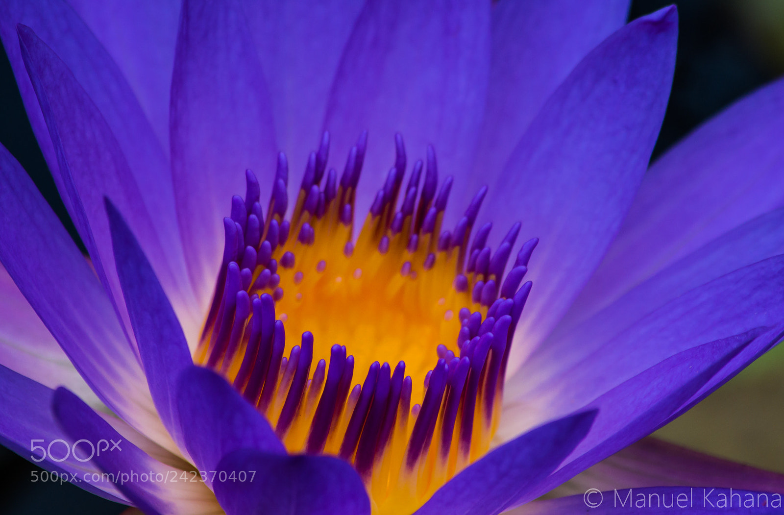 Panasonic Lumix DMC-GX7 sample photo. Purple and yellow photography