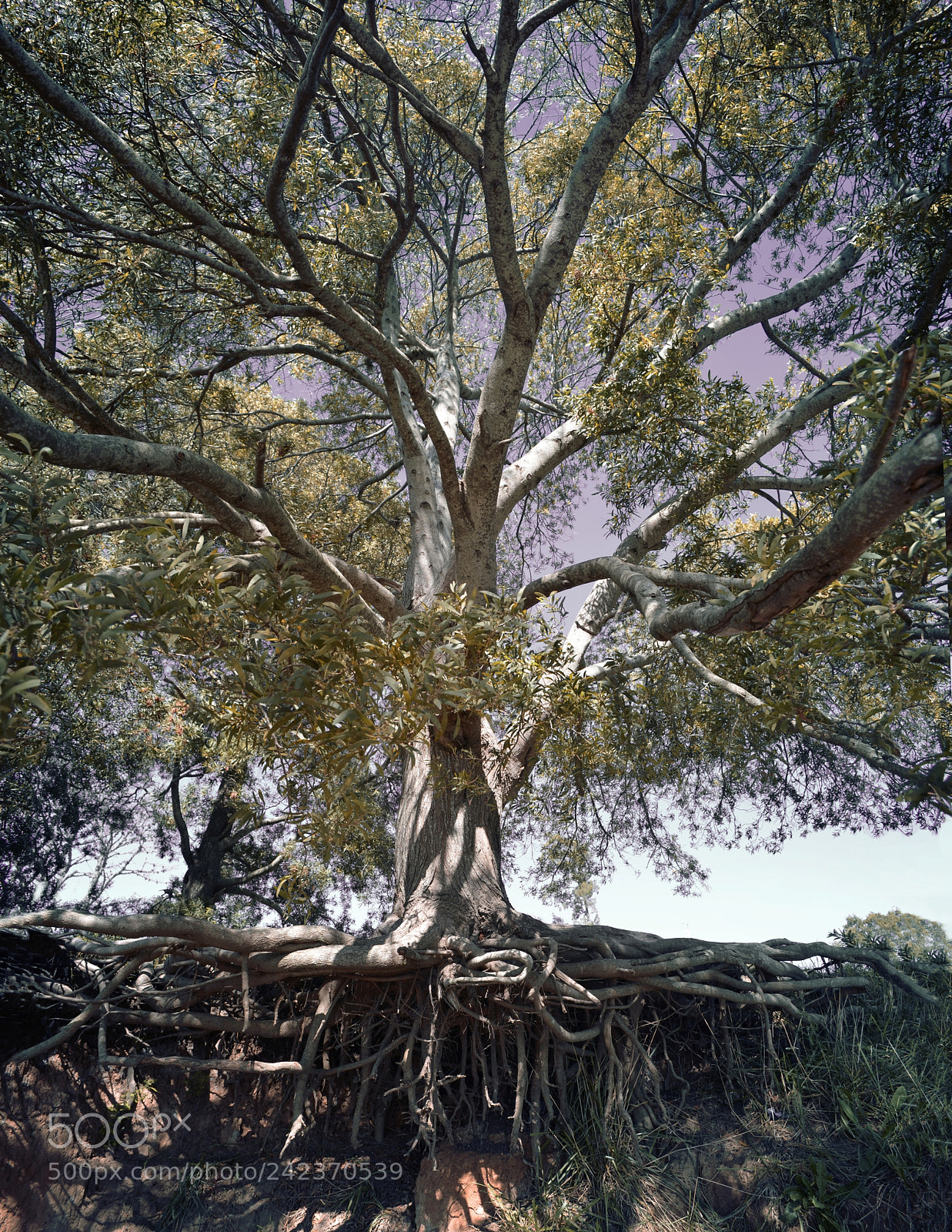 Nikon D5100 sample photo. Paneo arbolb photography