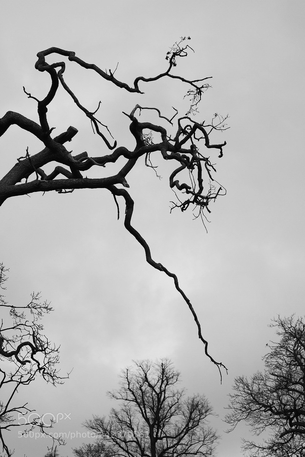 Fujifilm X-Pro2 sample photo. Branches photography