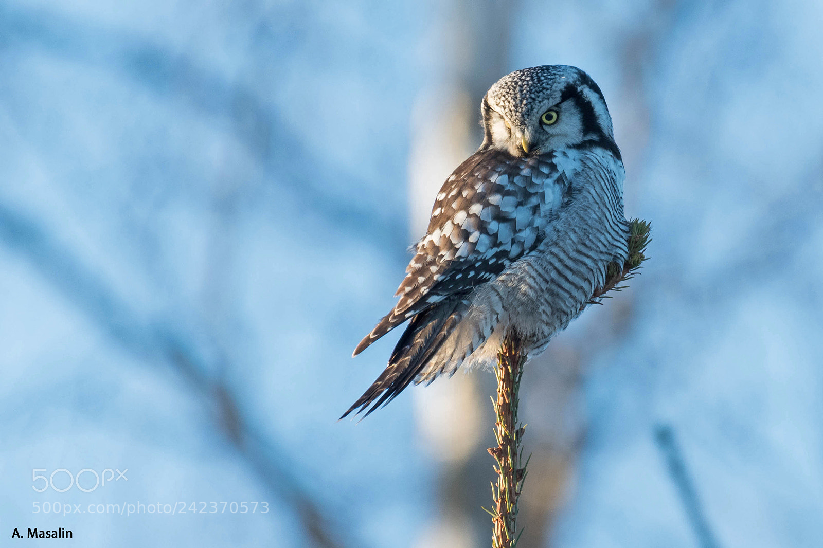 Nikon D500 sample photo. Northern hawk owl photography