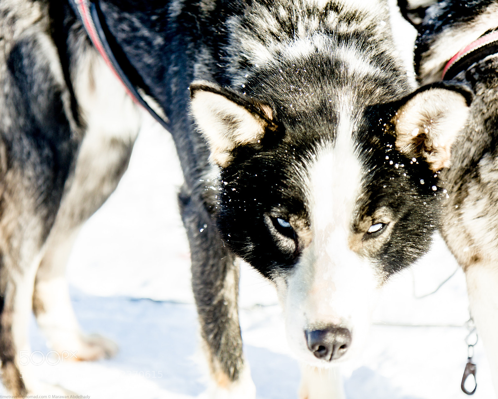 Canon EOS 550D (EOS Rebel T2i / EOS Kiss X4) sample photo. Svalvard photography
