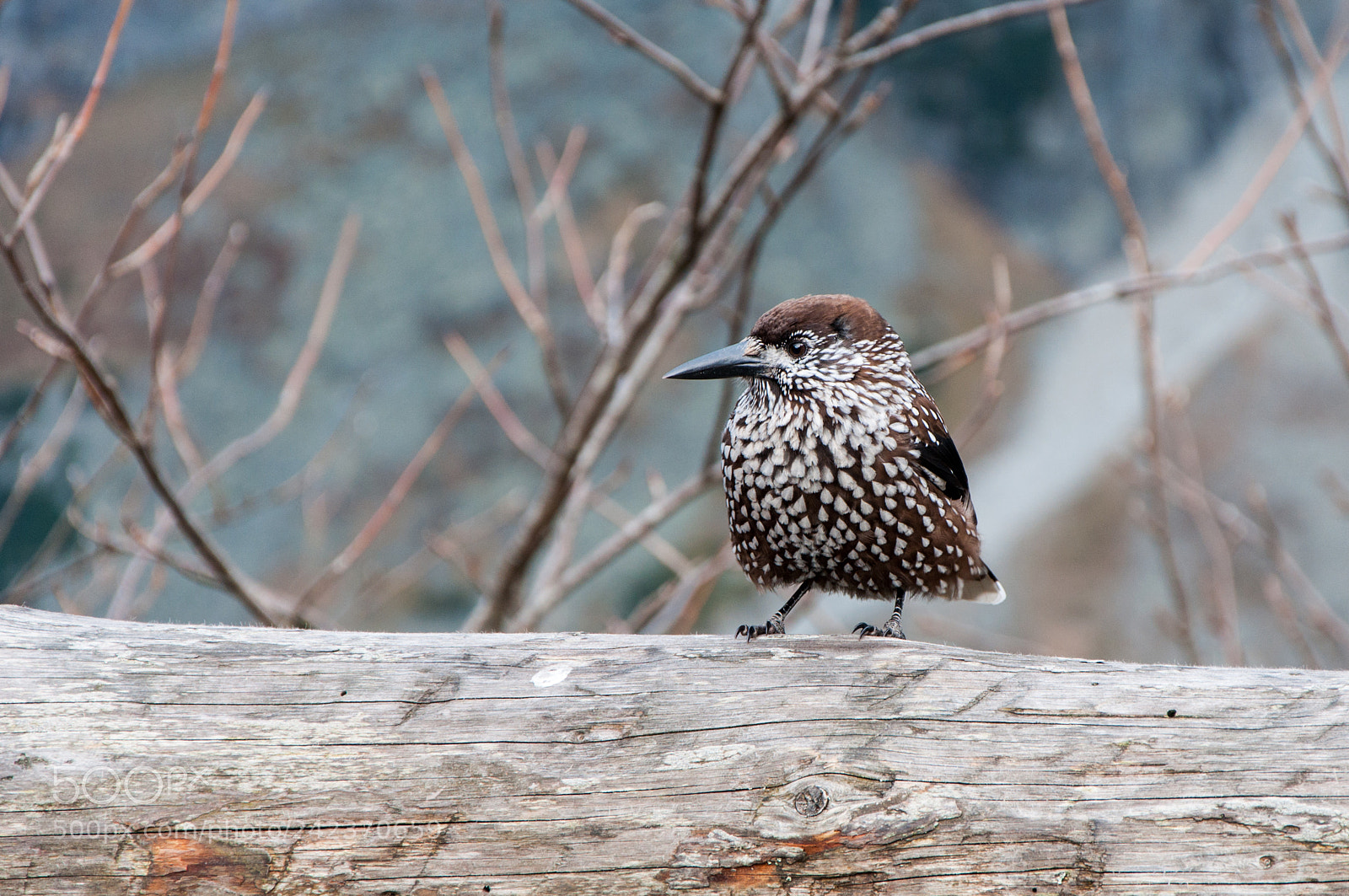 Nikon D90 sample photo. Spotted nutcracker photography