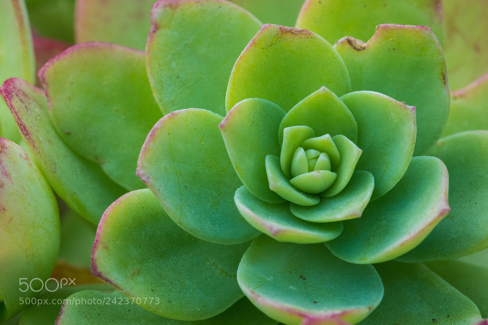 Nikon D7200 sample photo. Fibonacci leaves photography