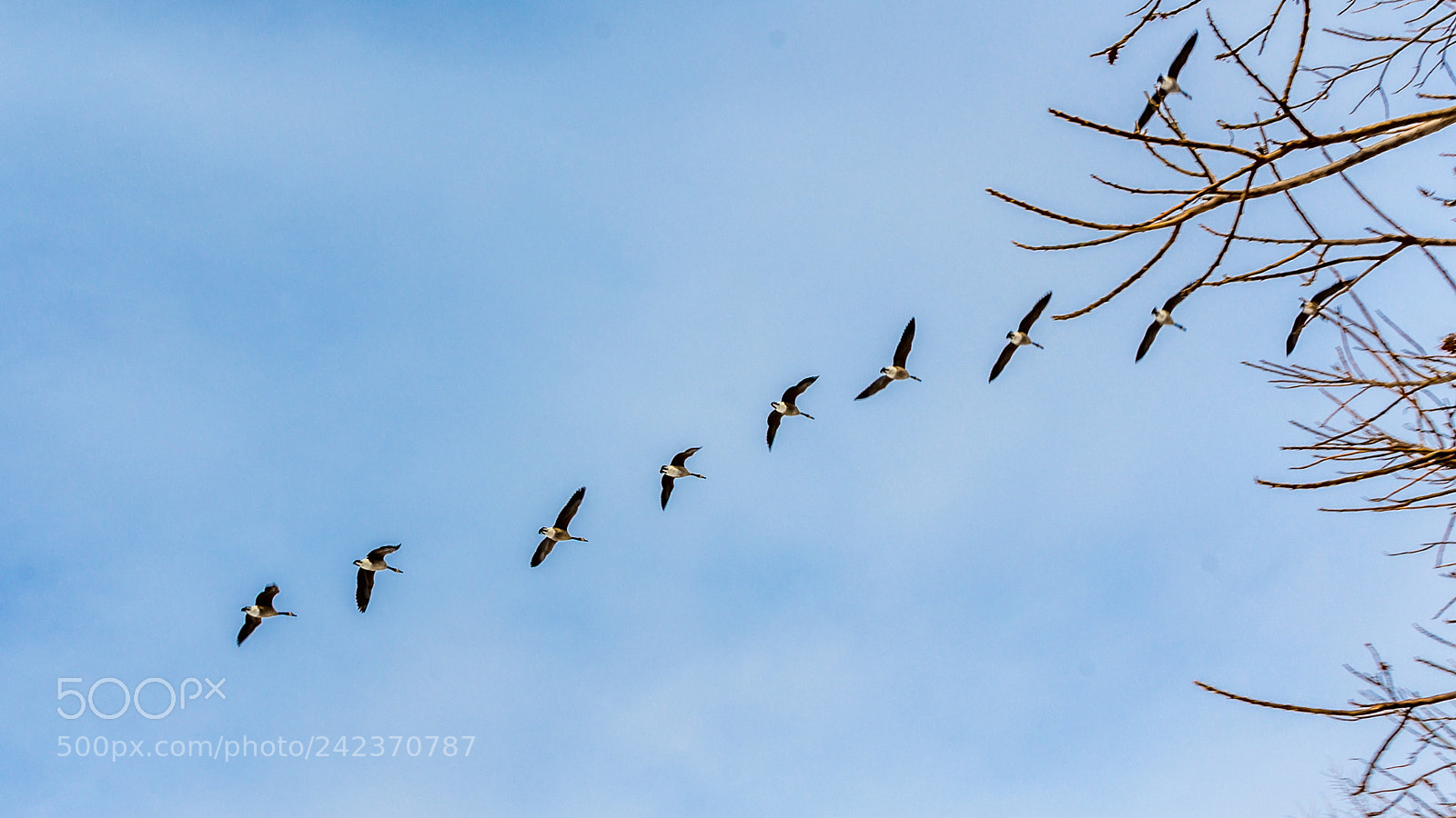 Nikon D7200 sample photo. Flying high photography