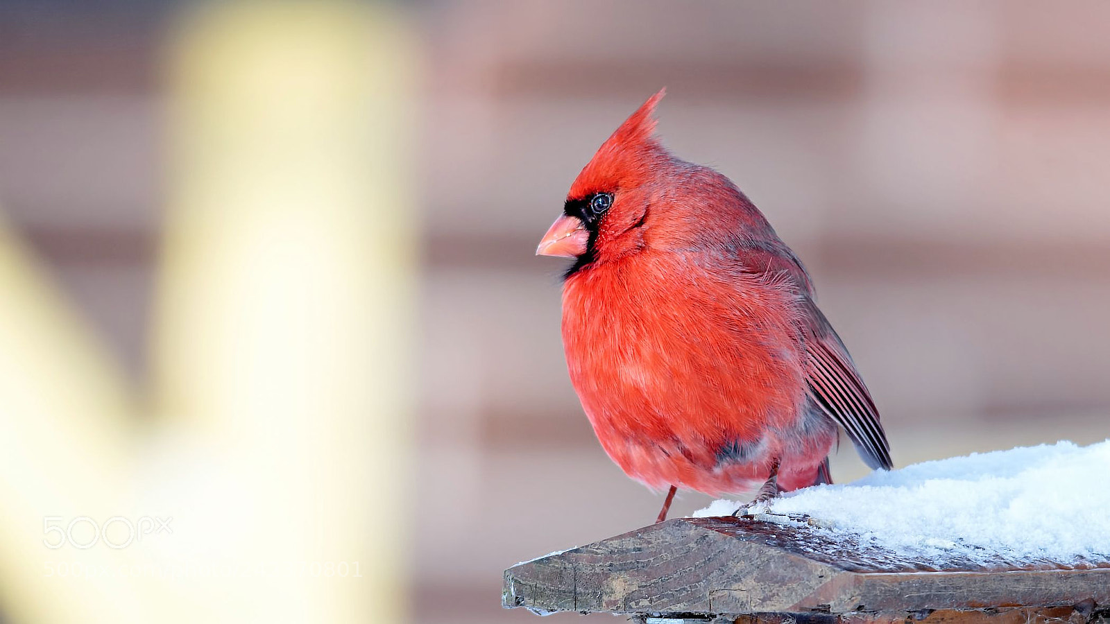 Canon EOS 60D sample photo. Northern cardinal photography