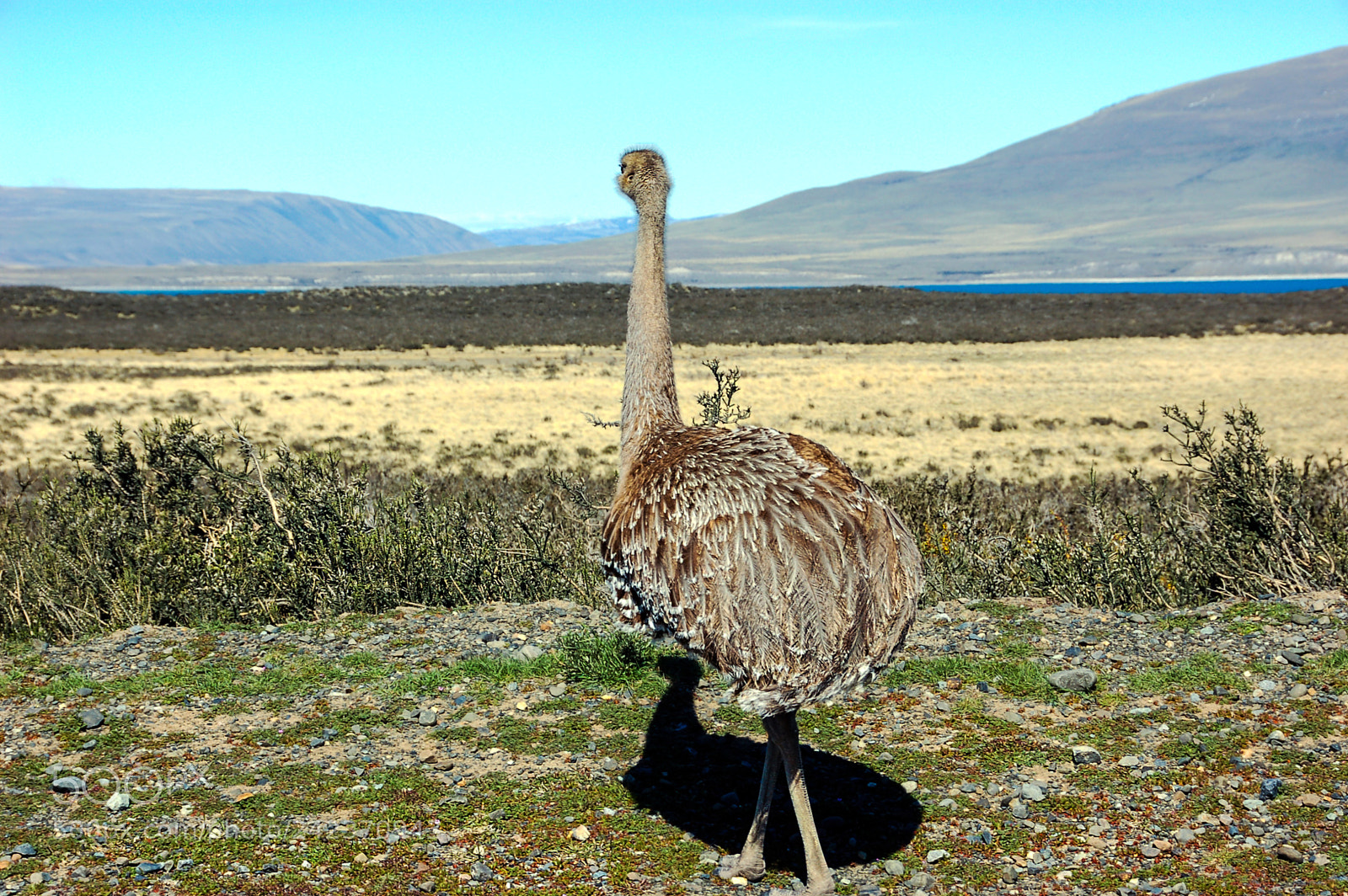 Nikon D50 sample photo. Rhea, a local inhabitant... photography