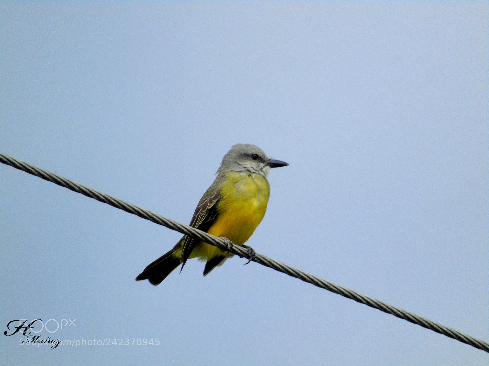 Sony Cyber-shot DSC-H400 sample photo. Bird vlll photography