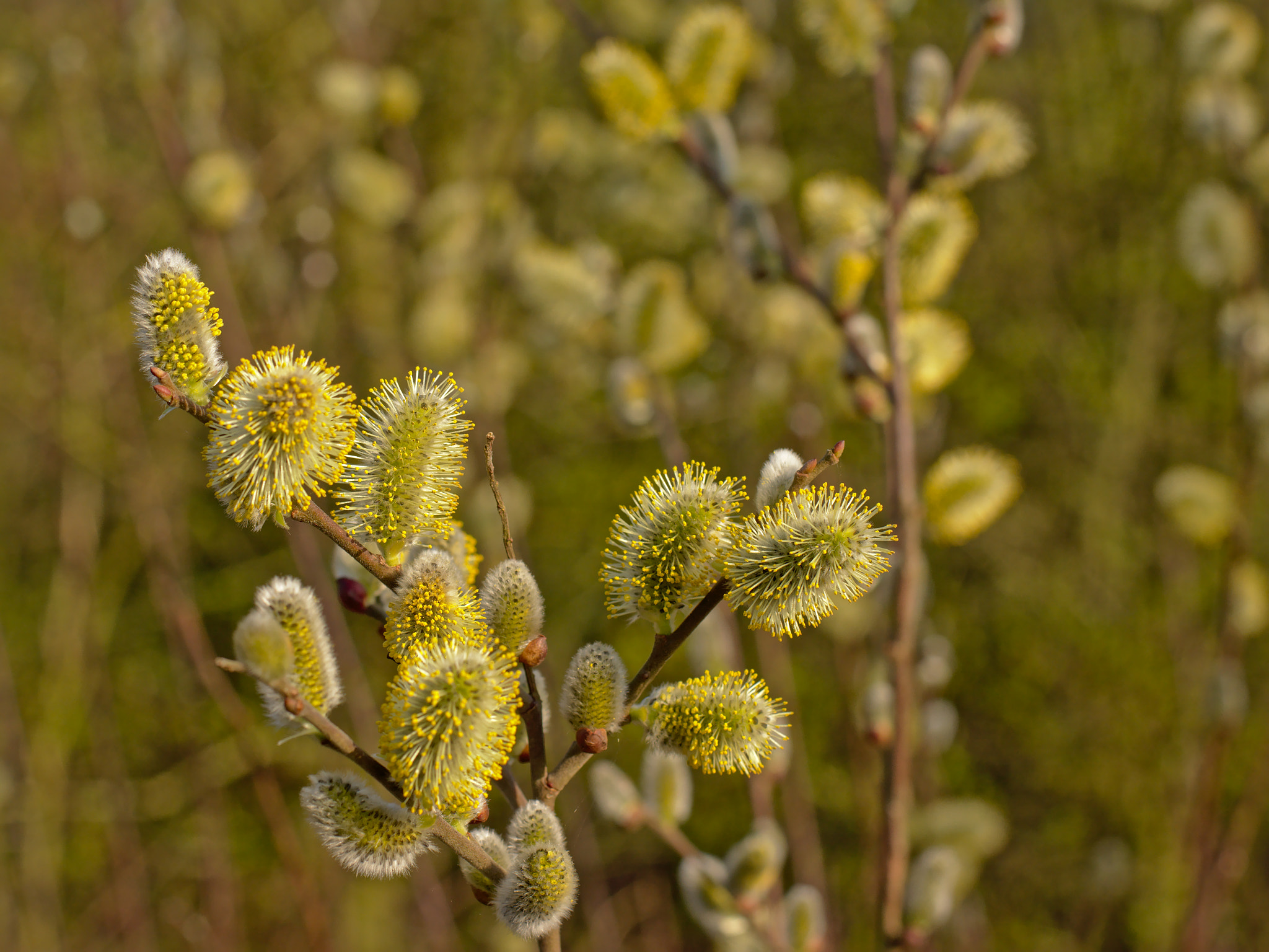 Nikon D5200 + Nikon AF-S Nikkor 50mm F1.8G sample photo. Willow catkins photography