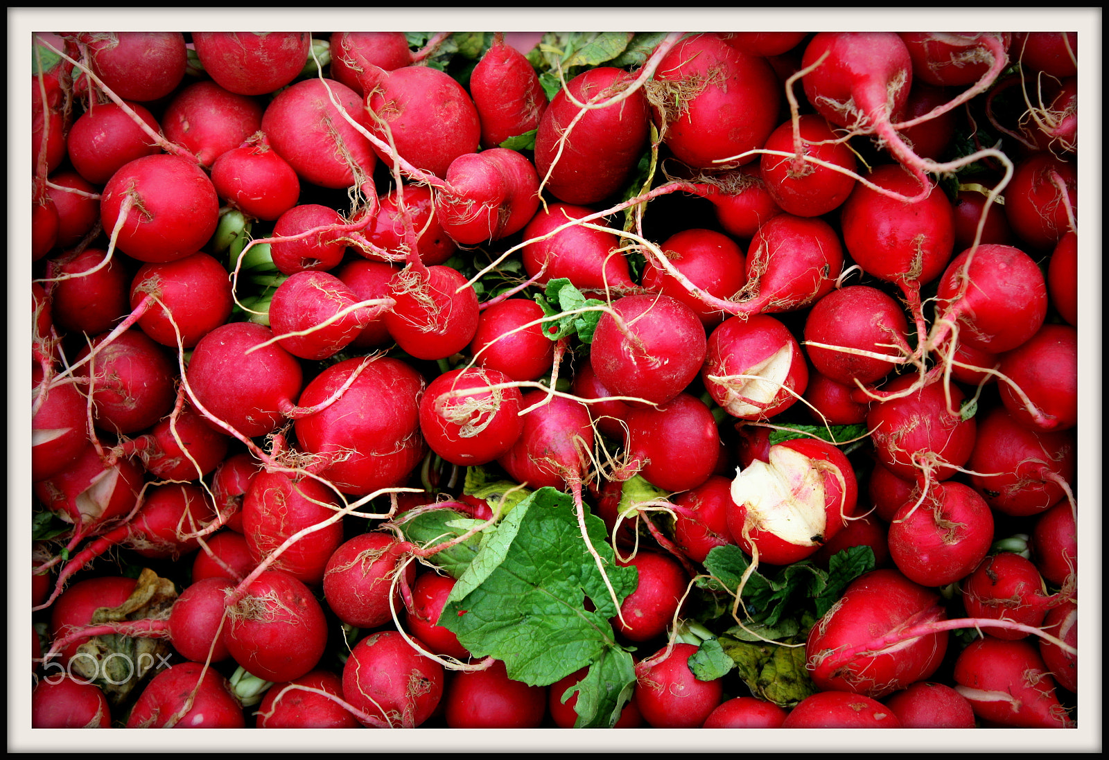Canon EOS 450D (EOS Rebel XSi / EOS Kiss X2) sample photo. Red roots photography