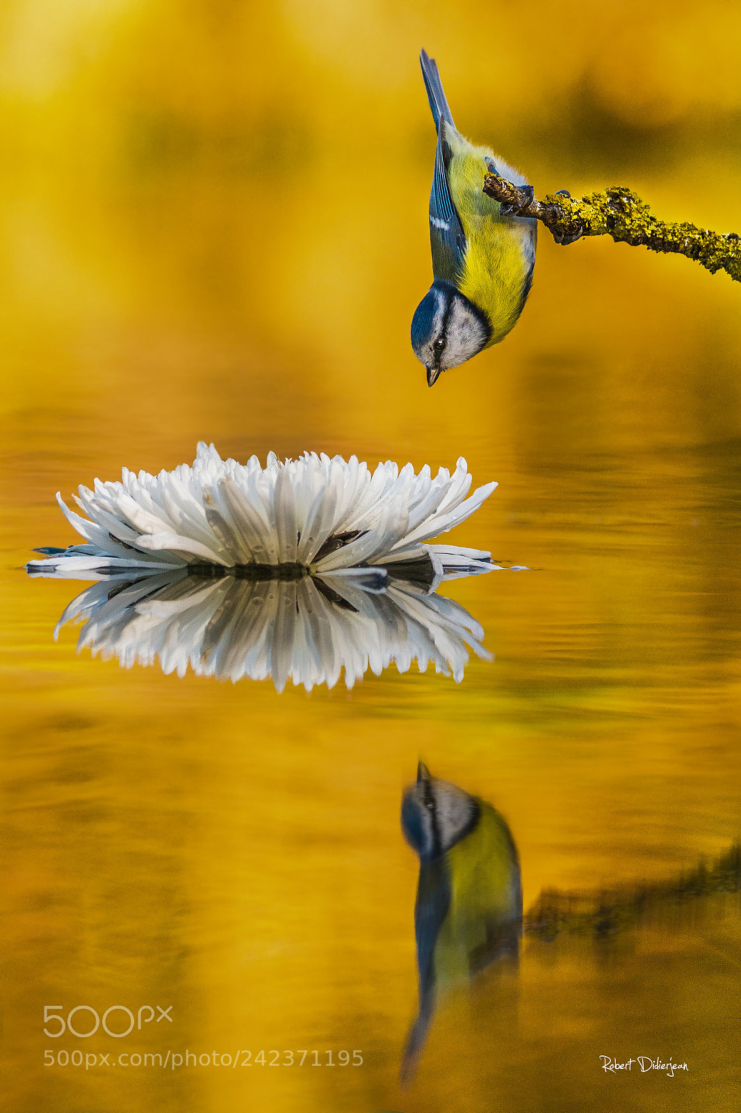 Nikon D810 sample photo. Blue tit in balance photography