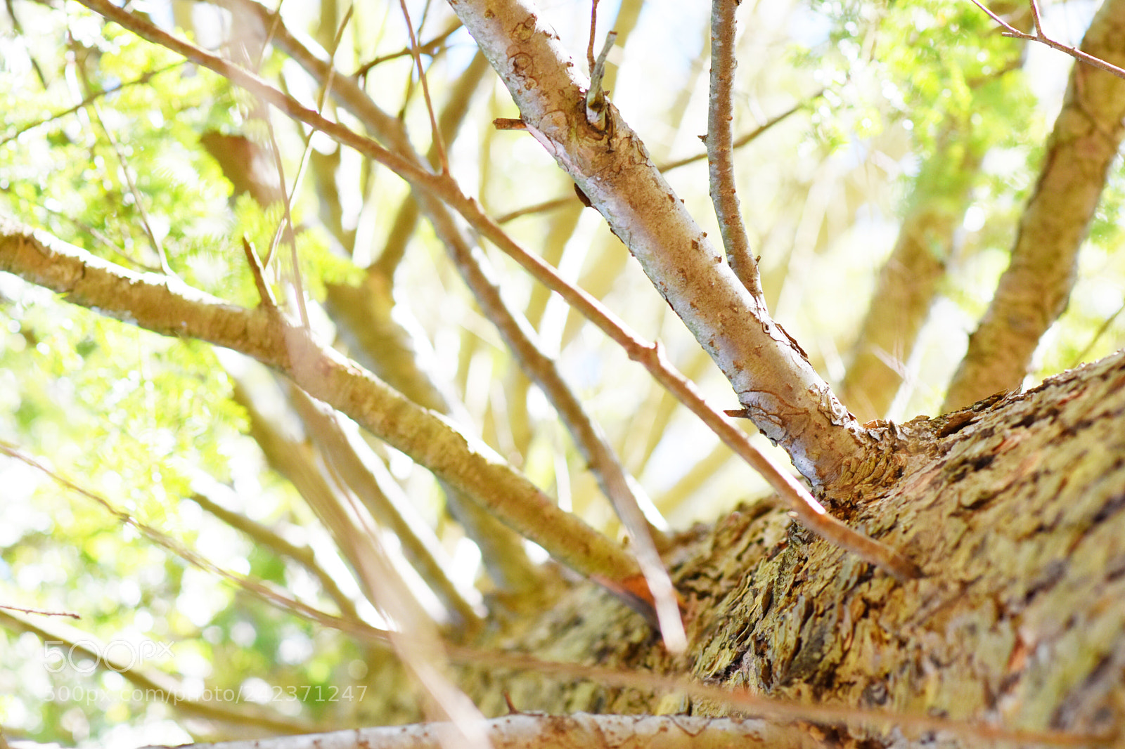 Nikon D5600 sample photo. Pine tree photography