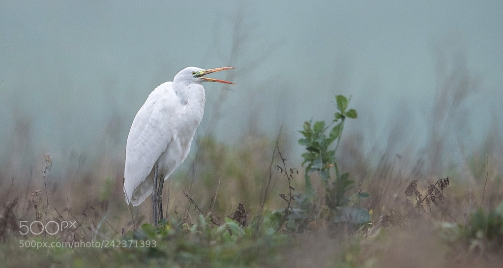 Nikon D500 sample photo. Aigrette du soir photography