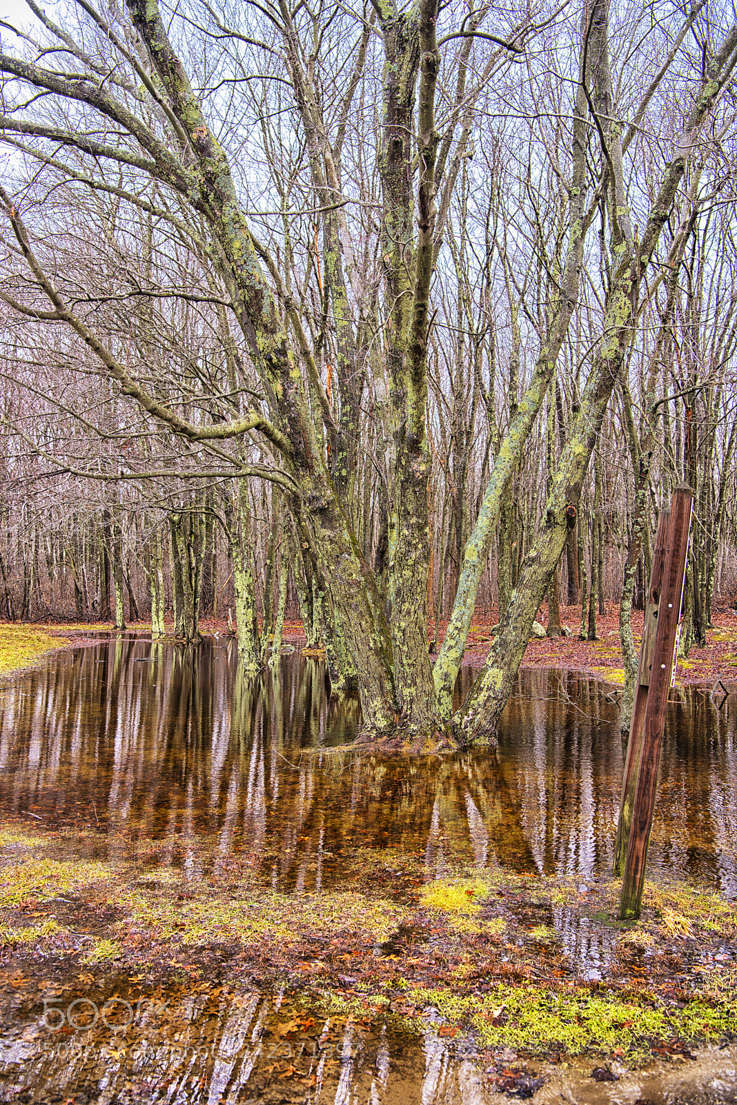 Nikon D810 sample photo. Flooded trees at bolton photography
