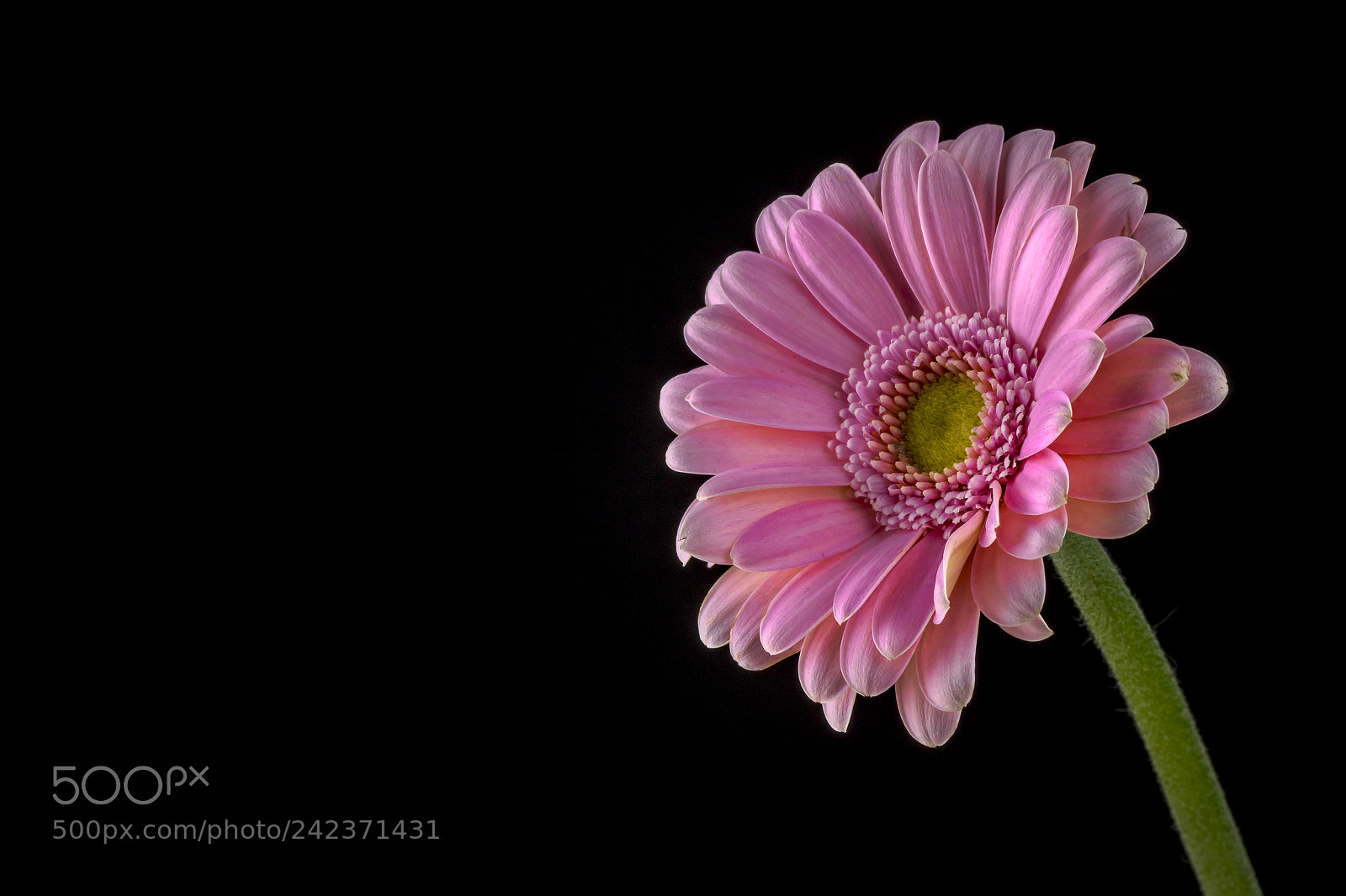 Sony SLT-A58 sample photo. Gerbera photography