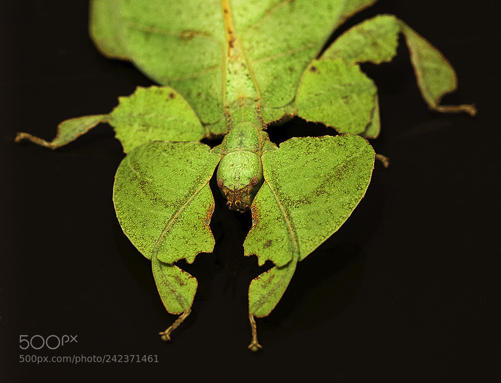 Nikon D7200 sample photo. Phyllium bioculatum photography
