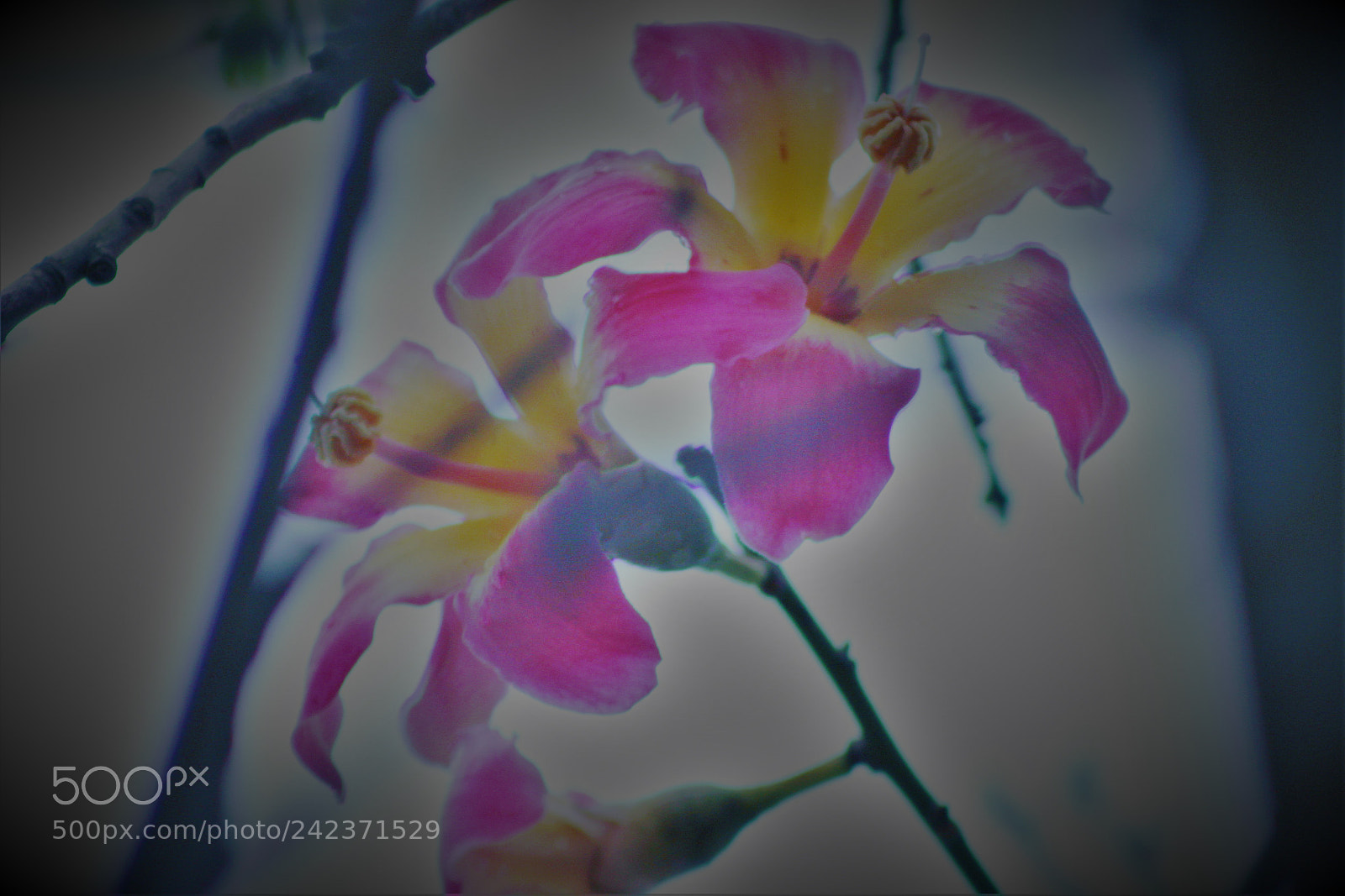 Canon EOS 1200D (EOS Rebel T5 / EOS Kiss X70 / EOS Hi) sample photo. Petal pastels photography