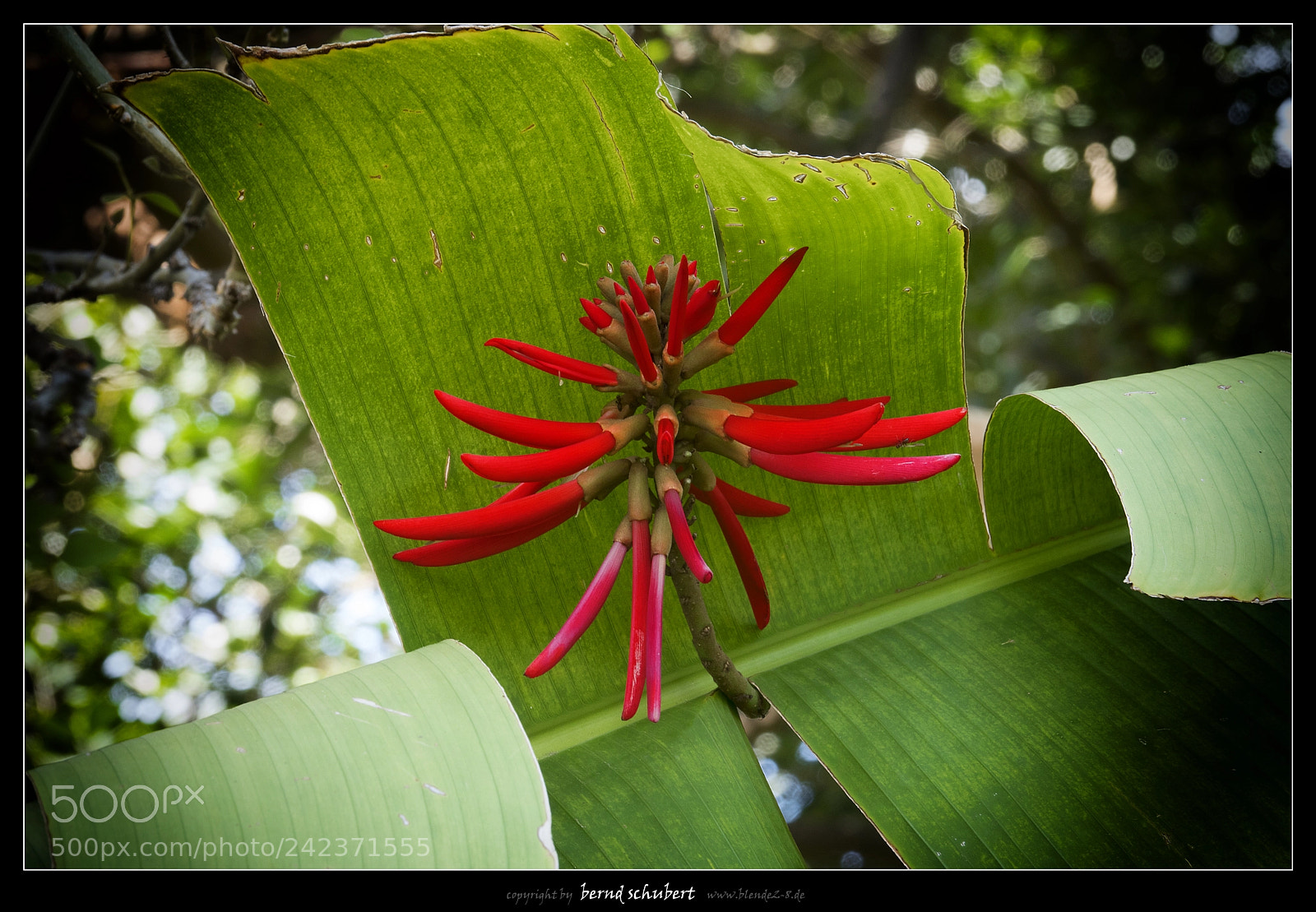 Sony Cyber-shot DSC-RX10 III sample photo. Beauty of nature photography