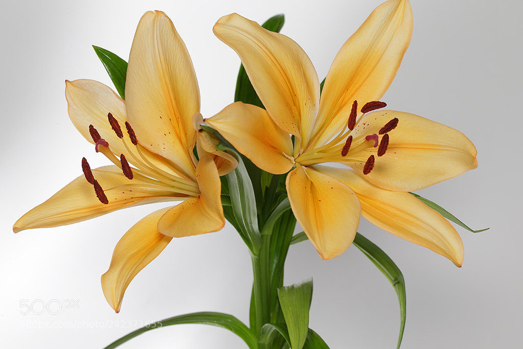 Canon EOS-1D X sample photo. Flower photography
