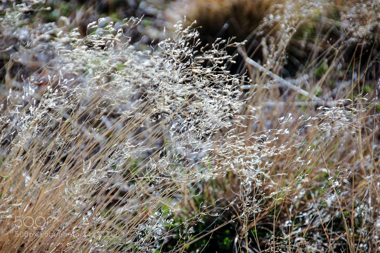 Nikon D50 sample photo. Of grass and foliage... photography