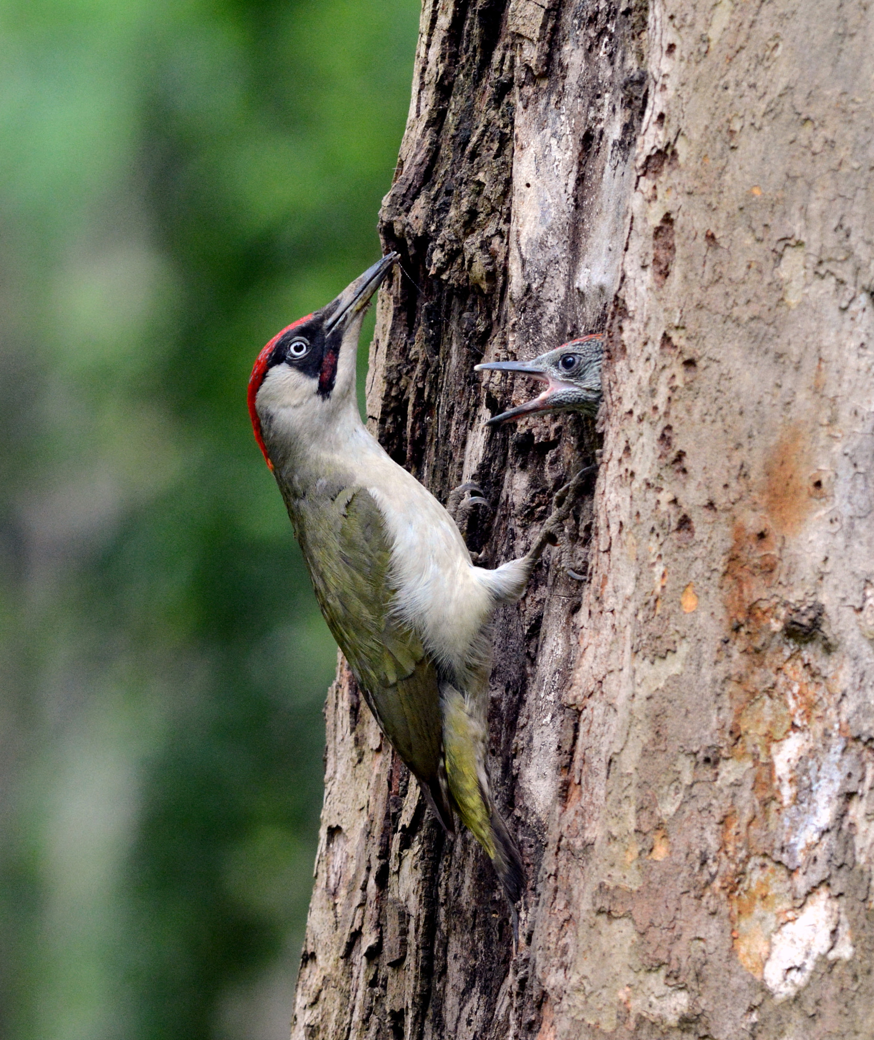 Nikon D7100 + Nikon AF-S Nikkor 300mm F4D ED-IF sample photo. Green woodpecker. photography